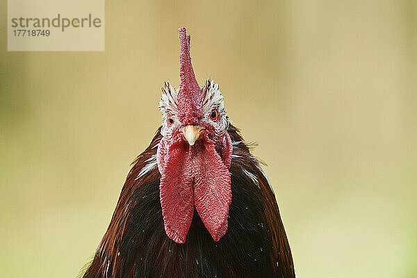 Porträt eines Huhns (Gallus gallus domesticus)  Hahn  auf einer Wiese; Oberpfalz  Bayern  Deutschland