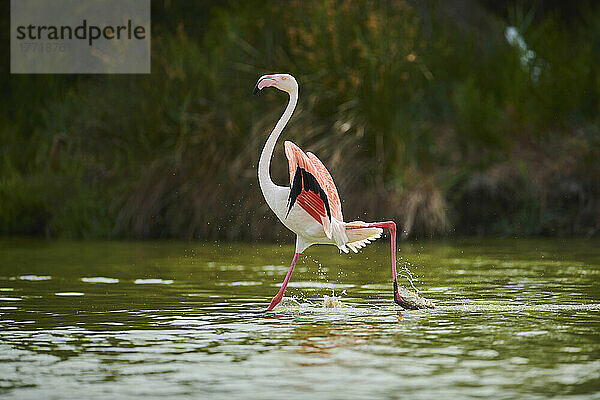 Großer Flamingo (Phoenicopterus roseus) läuft und streckt seine großen Flügel im Wasser aus  Parc Naturel Regional de Camargue; Camargue  Frankreich