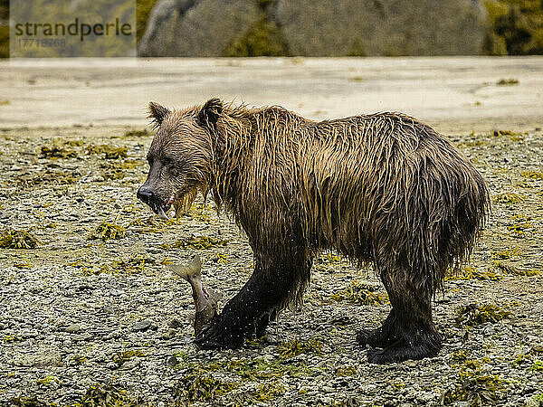 Küsten-Braunbär (Ursus arctos horribilis) beim Fischen in der Kinak-Bucht  frisst Lachs am Strand; Katmai National Park and Preserve  Alaska  Vereinigte Staaten von Amerika