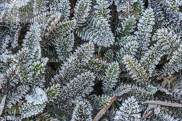Winterfrost auf der winzigen Leptinella-Pflanze in Western Washington; Olympia  Washington  Vereinigte Staaten von Amerika
