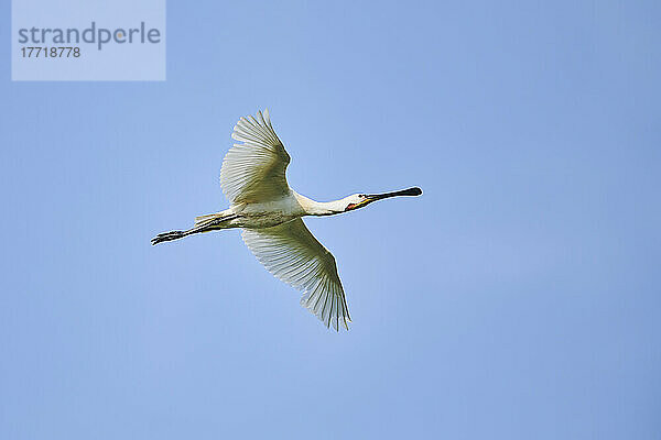 Löffler (Platalea leucorodia) im Flug bei blauem Himmel  Parc Naturel Regional de Camargue; Camargue  Frankreich