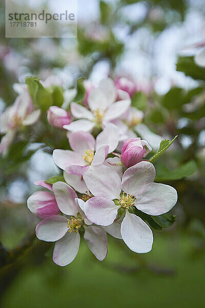 Nahaufnahme von zarten Blüten an einem Hausapfelbaum (Malus domestica) im Frühling; Bayerischer Wald  Bayern  Deutschland