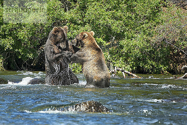 Braunbären (Ursus arctos horribilis)  die im Fluss stehen und kämpfen; Katmai National Park and Preserve  Alaska  Vereinigte Staaten von Amerika