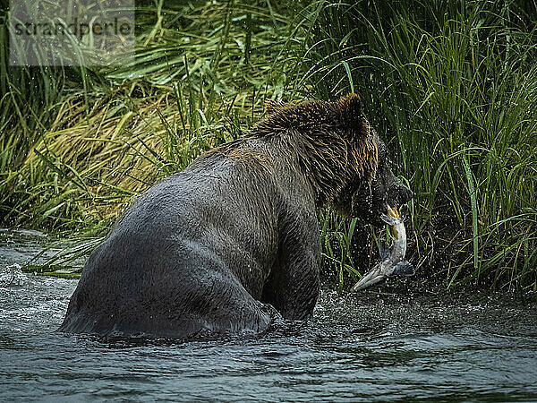 Blick von hinten auf einen Küstenbraunbären (Ursus arctos horribilis)  der am grasbewachsenen Ufer im Wasser steht und mit einem Lachs im Maul im Geographic Harbor nach Lachsen fischt; Katmai National Park and Preserve  Alaska  Vereinigte Staaten von Amerika