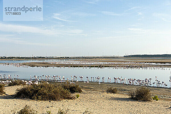 Flamingos auf einer Wasserfläche; Abu Dhabi  Vereinigte Arabische Emirate