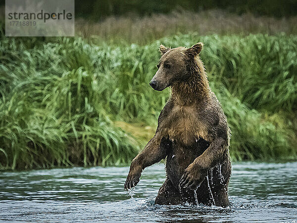 Küstenbraunbär (Ursus arctos horribilis) auf den Hinterbeinen stehend im Wasser beim Lachsfang im Geographic Harbor; Katmai National Park and Preserve  Alaska  Vereinigte Staaten von Amerika