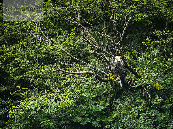 Porträt eines Weißkopfseeadlers (Haliaeetus leucocephalus)  der auf einem Ast in der Kinak Bay sitzt; Katmai National Park and Preserve  Alaska  Vereinigte Staaten von Amerika