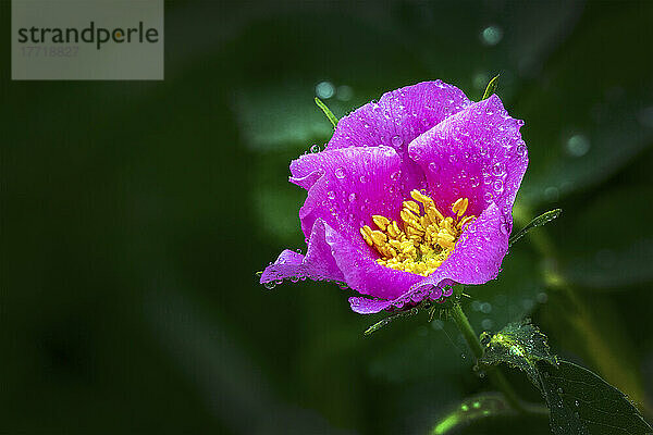 Nahaufnahme einer rosa Wildrose mit Wassertropfen; Calgary  Alberta  Kanada