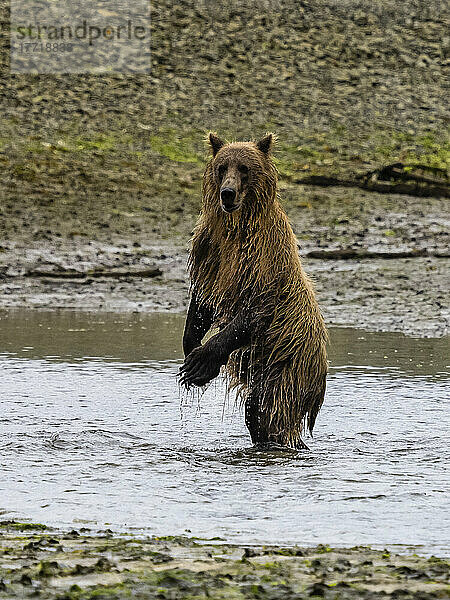 Porträt eines aufrecht stehenden Küstenbraunbären (Ursus arctos horribilis) beim Lachsfang in der Kinak-Bucht; Katmai National Park and Preserve  Alaska  Vereinigte Staaten von Amerika