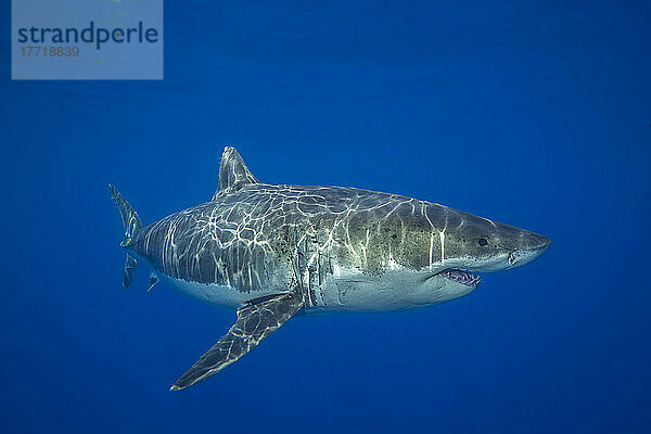 Dieser Weiße Hai (Carcharodon carcharias) wurde vor der Insel Guadalupe  Mexiko  fotografiert; Pazifik  Insel Guadalupe  Mexiko