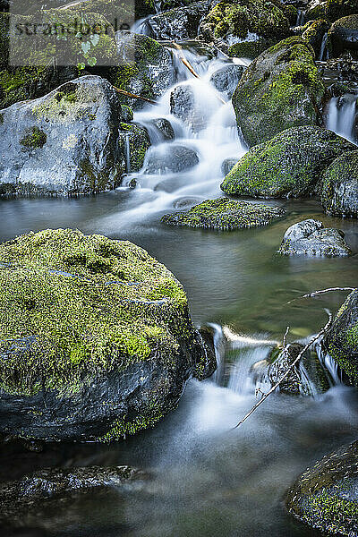 Kleiner Wasserfall im Olympic National Forest  Western Washington  USA; Quinault  Washington  Vereinigte Staaten von Amerika