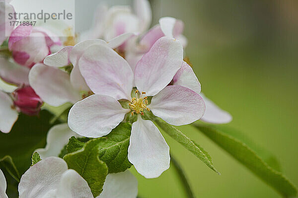 Nahaufnahme von zarten Blüten und Blättern eines Hausapfelbaums (Malus domestica) im Frühling; Bayerischer Wald  Bayern  Deutschland