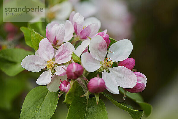 Nahaufnahme von zarten Blüten und Blättern eines Hausapfelbaums (Malus domestica) im Frühling; Bayerischer Wald  Bayern  Deutschland