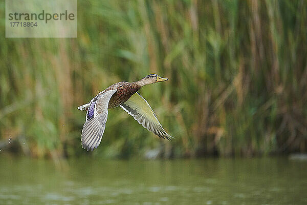 Stockente oder Wildente (Anas platyrhynchos)  Parc Naturel Regional de Camargue; Camargue  Frankreich