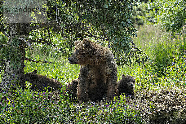 Braunbär mit zwei Jungen (Ursus arctos horribilis) im Gras sitzend unter einem Baum bei Brooks Falls; Katmai National Park and Preserve  Alaska  Vereinigte Staaten von Amerika