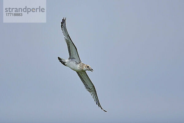 Juvenile Gelbschenkelmöwe (Larus michahellis) im Flug vor blauem Himmel  Parc Naturel Regional de Camargue; Camargue  Frankreich