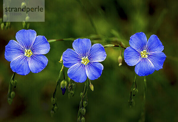 Nahaufnahme von Flachsblüten (Linum usitatissimum); Calgary  Alberta  Kanada