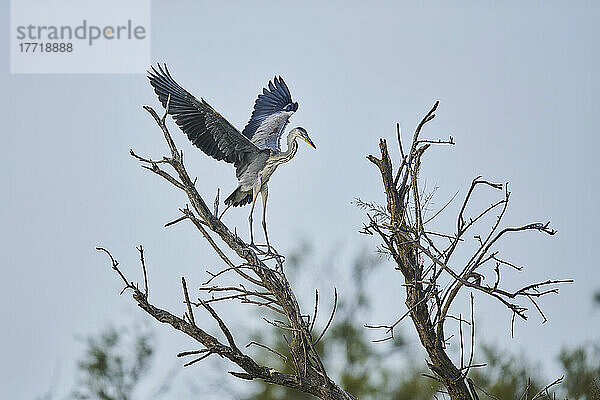 Graureiher (Ardea cinerea) mit ausgebreiteten Flügeln in einem Baum sitzend  Parc Naturel Regional de Camargue; Camargue  Frankreich