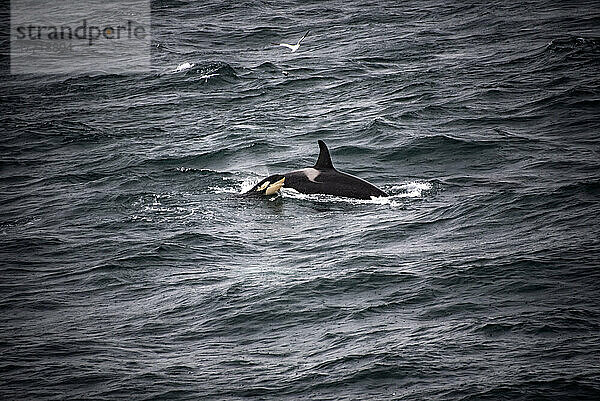 Orca (Orcinus orca) und Kalb vor der Küste Islands im Gebiet Westman; Heimaey  Island