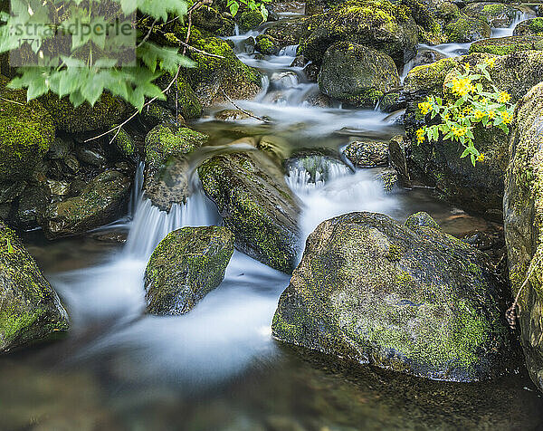 Kleiner Wasserfall im Olympic National Forest  Western Washington  USA; Quinault  Washington  Vereinigte Staaten von Amerika