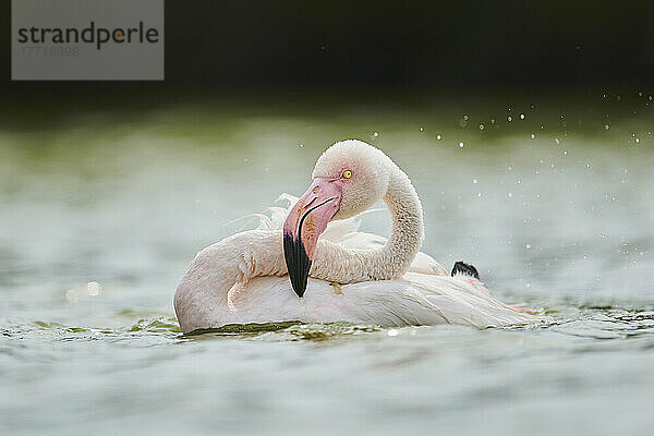 Großer Flamingo (Phoenicopterus roseus) auf dem Wasser  Parc Naturel Regional de Camargue; Camargue  Frankreich