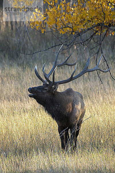 Ein prächtiger Elchbulle (Cervus canadensis)  der während der Herbstbrunst im Slippery Ann Elk Viewing Area im Charles M. Russell National Wildlife Refuge  Montana; Montana  Vereinigte Staaten von Amerika