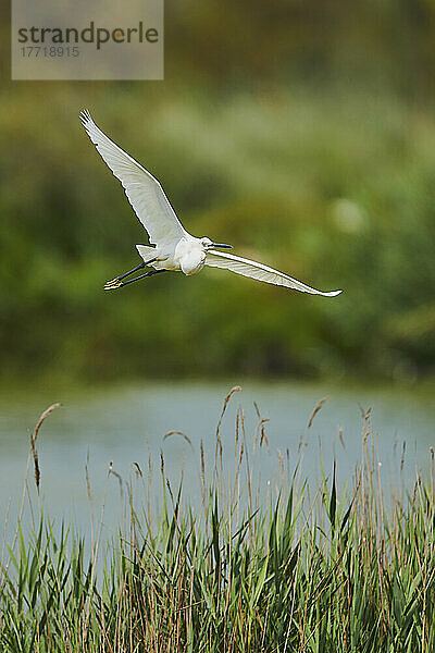 Silberreiher (Ardea alba) im Flug über Gräsern  Parc Naturel Regional de Camargue; Camargue  Frankreich