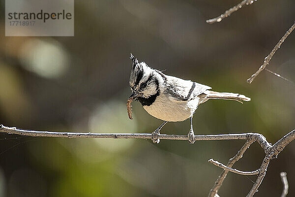 Zügelmeise (Baeolophus wollweberi) beim Fressen einer Raupe auf der Beatty's Guest Ranch in den Huachuca Mountains in der Nähe von Sierra Vista im Südosten von Arizona; Sierra Vista  Arizona  Vereinigte Staaten von Amerika