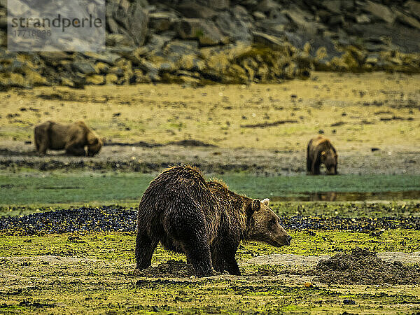 Küstenbraunbären (Ursus arctos horribilis) beim Graben nach Muscheln bei Ebbe im Geographic Harbor; Katmai National Park and Preserve  Alaska  Vereinigte Staaten von Amerika