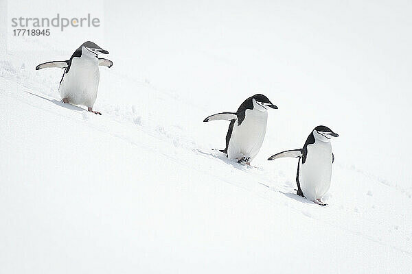 Drei Zügelpinguine (Pygoscelis antarcticus) rutschen einen verschneiten Hügel hinunter; Antarktis