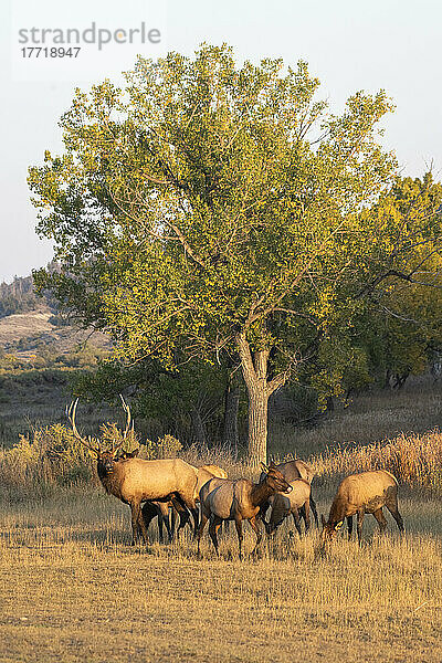 Elchbulle (Cervus canadensis) umgeben von Kühen während der Herbstbrunst im Slippery Ann Elk Viewing Area im Charles M. Russell National Wildlife Refuge  Montana; Montana  Vereinigte Staaten von Amerika