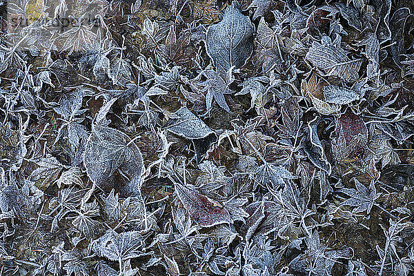 Frostbedeckte gefallene Blätter in Western Washington im Winter; Olympia  Washington  Vereinigte Staaten von Amerika