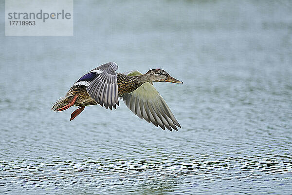 Stockente (Anas platyrhynchos) im Flug über Wasser  Parc Naturel Regional de Camargue; Camargue  Frankreich