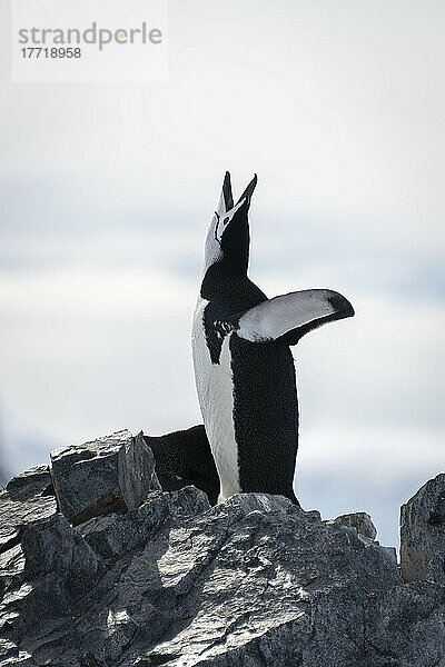 Zügelpinguin (Pygoscelis antarcticus) steht kreischend auf einem Felsvorsprung; Antarktis