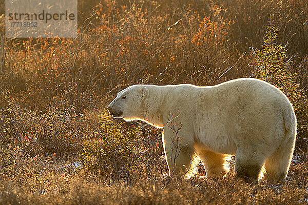 Eisbär (Ursus maritimus) bei Sonnenaufgang in freier Wildbahn  Nordkanada  nahe Churchill  Manitoba; Churchill  Manitoba  Kanada