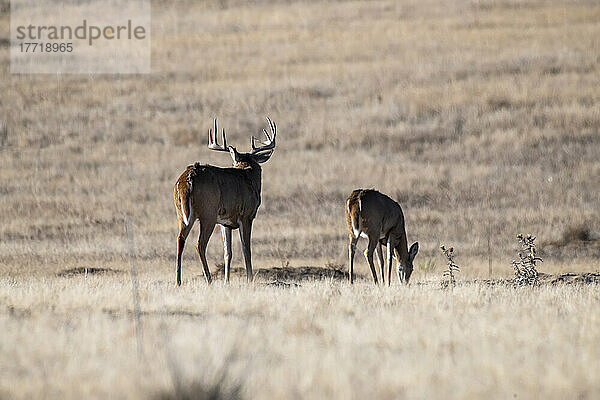 Großer Weißwedelhirsch (Odocoileus virginianus) starrt in die Ferne  während er eine Ricke während der Herbstbrunst im Rocky Mountain Arsenal Wildlife Refuge in der Nähe von Denver  Colorado  USA  bewacht; Denver  Colorado  Vereinigte Staaten von Amerika