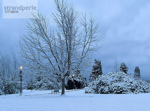 Winterliche Schönheit in einem Park in der Dämmerung mit schneebedeckten Bäumen und leuchtenden Laternenpfählen entlang eines Weges; North Vancouver  British Columbia  Kanada