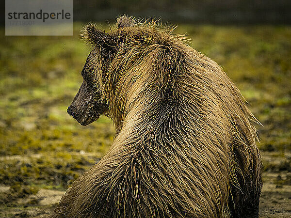 Blick von hinten auf einen Küstenbraunbären (Ursus arctos horribilis)  der am Strand sitzt und in der Kinak-Bucht nach Lachsen fischt; Katmai National Park and Preserve  Alaska  Vereinigte Staaten von Amerika