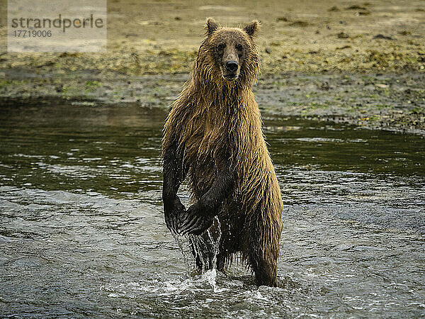 Küstenbraunbär (Ursus arctos horribilis)  der auf den Hinterbeinen im Wasser steht  während er in der Kinak Bay nach Lachsen fischt; Katmai National Park and Preserve  Alaska  Vereinigte Staaten von Amerika