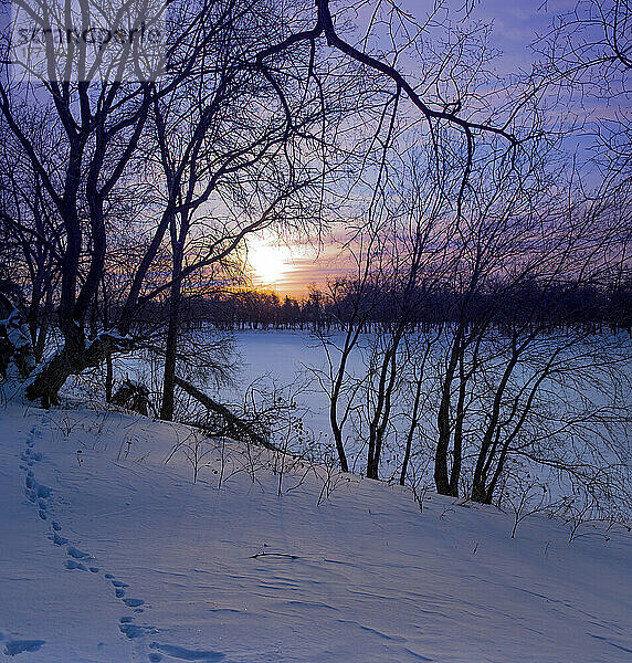 Spuren  die durch eine verschneite Winterlandschaft bei Sonnenuntergang führen; Winnipeg  Manitoba  Kanada