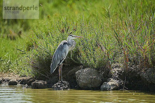 Graureiher (Ardea cinerea) auf einem Felsen am Ufer des Wassers  Parc Naturel Regional de Camargue; Camargue  Frankreich