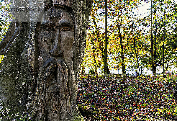 In Baumstämme geschnitzte Gesichter in einem Park im Herbst; Cambo  Northumberland  England