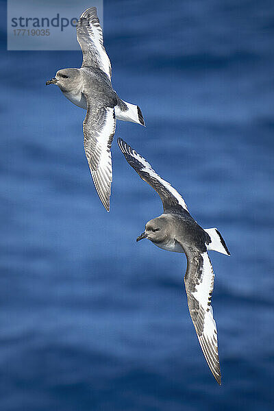 Zwei antarktische Sturmvögel (Thalassoica antarctica) überqueren den Ozean in Formation; Antarktis