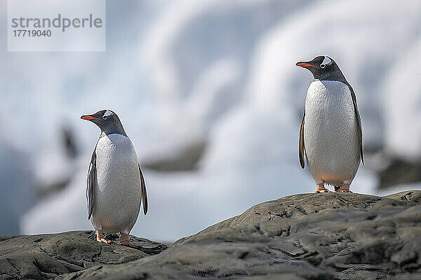 Eselspinguine (Pygoscelis papua) spiegeln sich gegenseitig auf Felsen; Antarktis