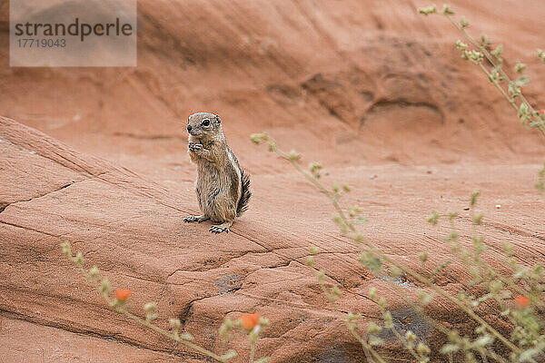 Weißschwanz-Antilopen-Erdhörnchen (Ammospermophilus leucurus) auf roten Felsen sitzend mit orangefarbenen Blüten des Wüsten-Globemalows (Sphaeralcea ambigua) im Vordergrund im Valley of Fire State Park  Nevada; Nevada  Vereinigte Staaten von Amerika