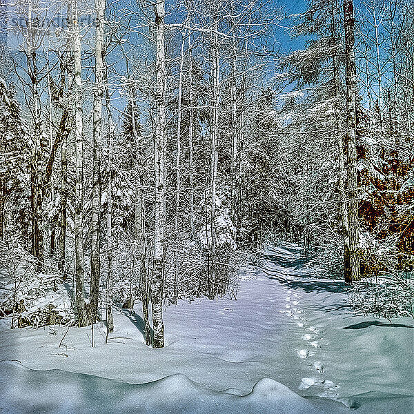 Spuren im Schnee durch den Wald  Hecla-Grindstone Provincial Park; Manitoba  Kanada