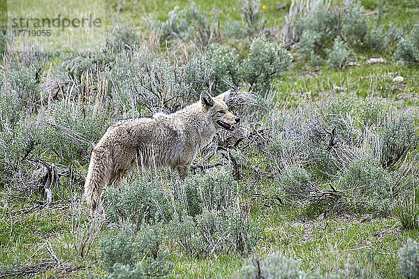 Kojote (Canis latrans) im Lamar Valley des Yellowstone National Park; Wyoming  Vereinigte Staaten von Amerika