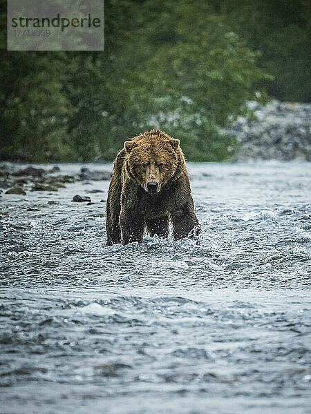 Porträt eines Küstenbraunbären (Ursus arctos horribilis)  der im Wasser steht und im Geographic Harbor nach Lachsen fischt; Katmai National Park and Preserve  Alaska  Vereinigte Staaten von Amerika