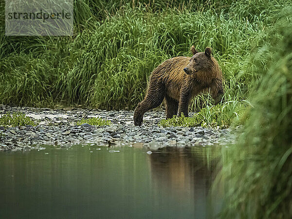 Junger Küstenbraunbär (Ursus arctos horribilis)  der am Ufer entlangläuft und im Geographic Harbor nach Lachsen fischt; Katmai National Park and Preserve  Alaska  Vereinigte Staaten von Amerika