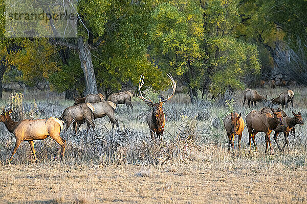 Prächtiger Elchbulle (Cervus canadensis) mit seinem Harem von Kühen während der Herbstbrunst im Slippery Ann Elk Viewing Area im Charles M. Russell National Wildlife Refuge  Montana; Montana  Vereinigte Staaten von Amerika